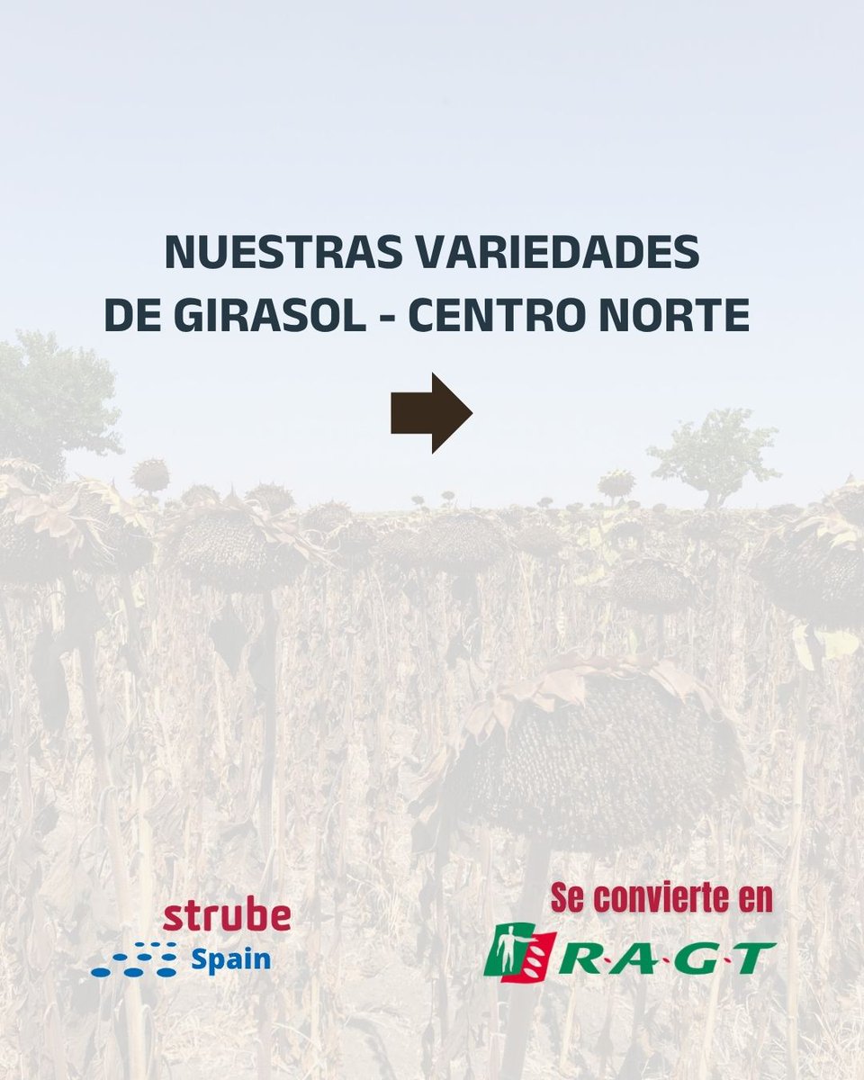 SpainStrube's tweet photo. 🌻 Nuestras variedades de girasol - centro norte

▶️ Fausto_st
▶️ Diego_st 
▶️ Celso_st
▶️ Basco_st
▶️ Bella 
▶️ Arpegio 

🌱 Semillas de máxima calidad para rentabilizar tu parcela. ✅

Strube Spain se convierte en RAGT Ibérica.

#semillas #girasol #agricultura https://t.co/vSkvTeIn86