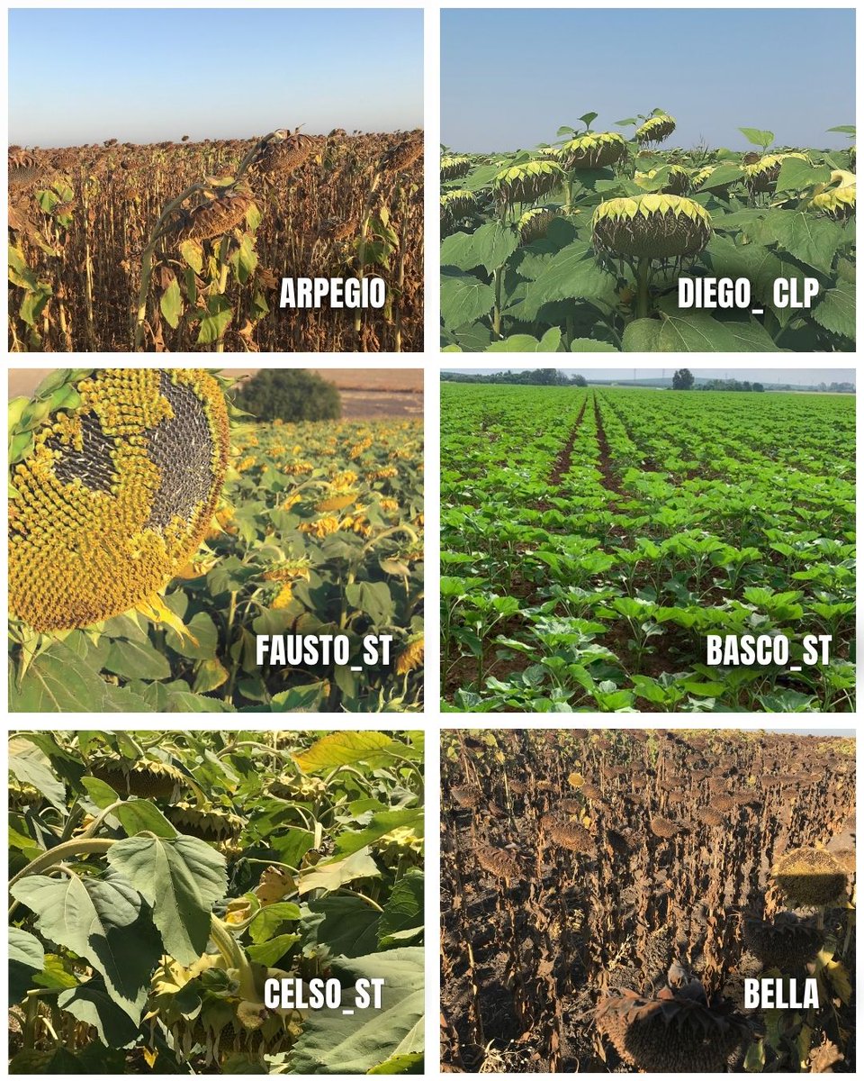 SpainStrube's tweet photo. 🌻 Nuestras variedades de girasol - centro norte

▶️ Fausto_st
▶️ Diego_st 
▶️ Celso_st
▶️ Basco_st
▶️ Bella 
▶️ Arpegio 

🌱 Semillas de máxima calidad para rentabilizar tu parcela. ✅

Strube Spain se convierte en RAGT Ibérica.

#semillas #girasol #agricultura https://t.co/vSkvTeIn86