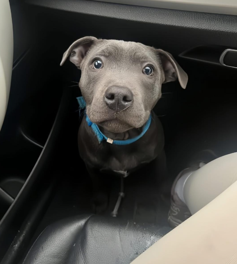 Best in Dogs tweet media