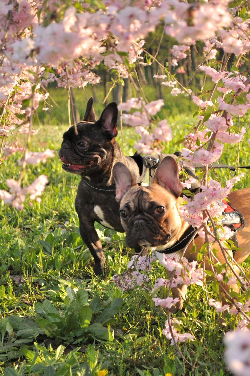 sora867's tweet photo. #愛犬の日　私の息子たち　ブリンドルがそら、フォーンがミロ　どちらもお空組　(13年前のアルバムから) https://t.co/NJUasQaxTg