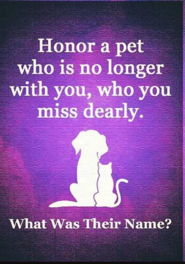 Tweets of Dogs tweet media