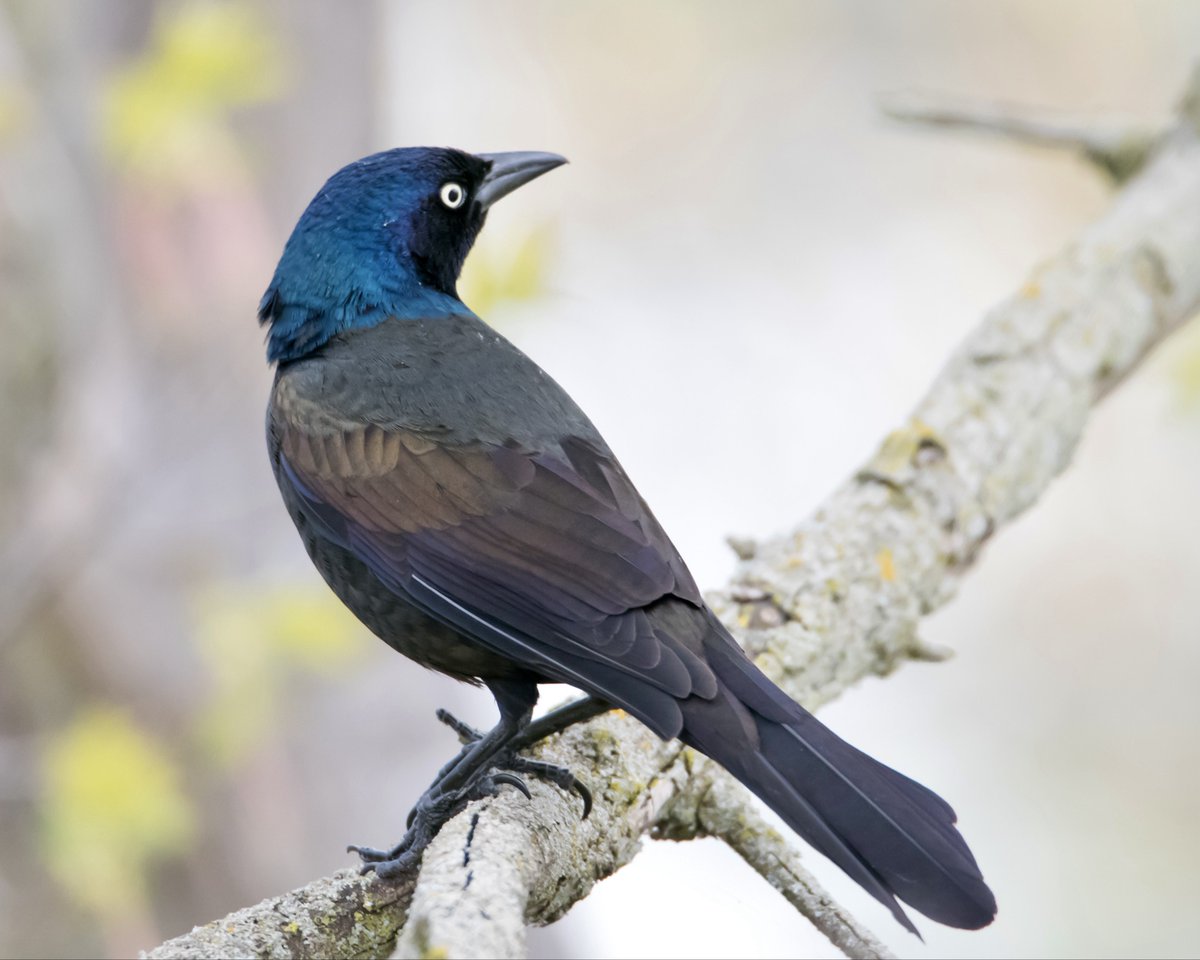 Boesephoto's tweet photo. A #CommonGrackle from my last walk at #TommyThompsonPark #Toronto https://t.co/ifmgQk4cwP
