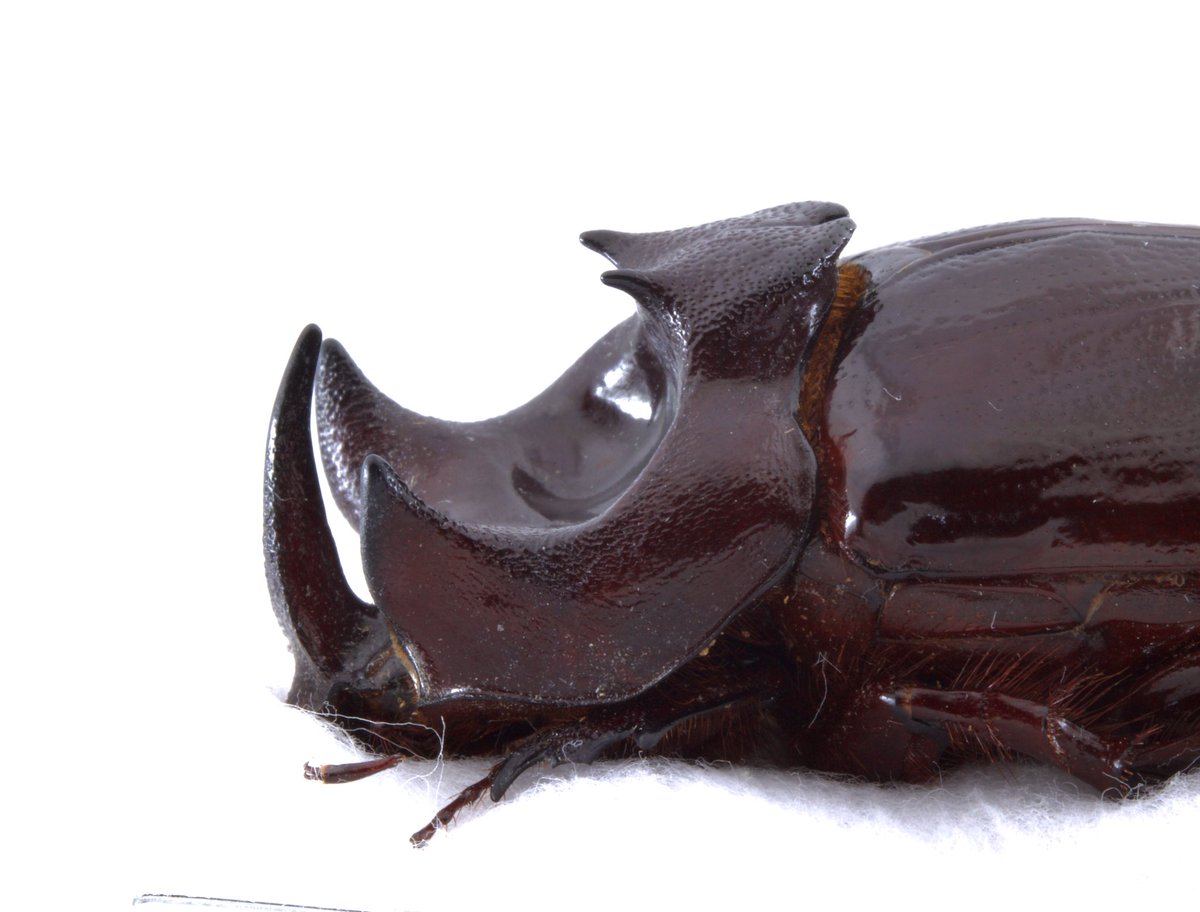 FennSunday's tweet photo. Dynastinae🐛 https://t.co/g9e7mIeCcq