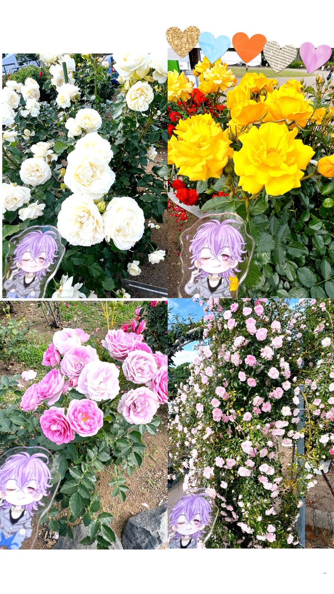 mame38（ノ〃•｀） tweet media
