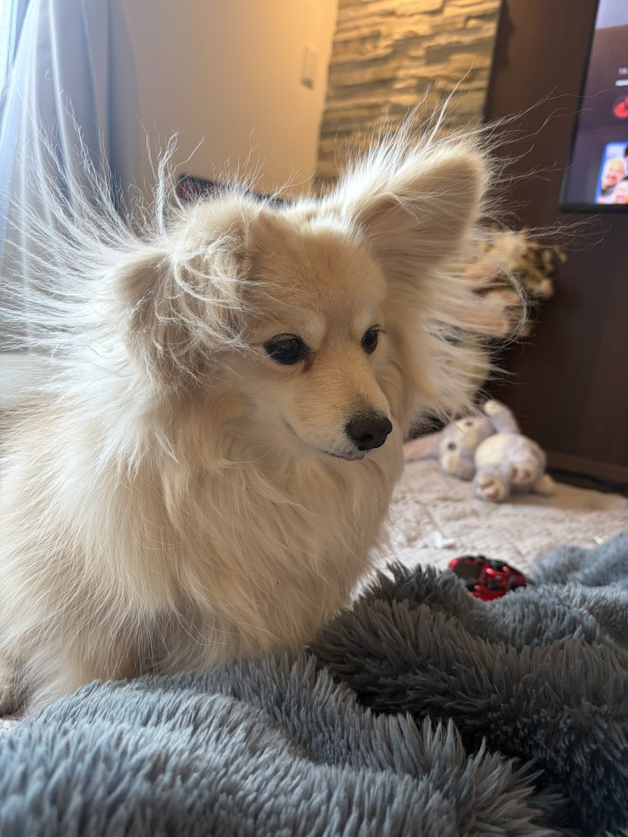 onikugohan411's tweet photo. わんちゃんの寝起きって
大体可愛いはずなんだけどな

#愛犬の日
#dog 
#犬の居る暮らし https://t.co/4ysp1nyeaE