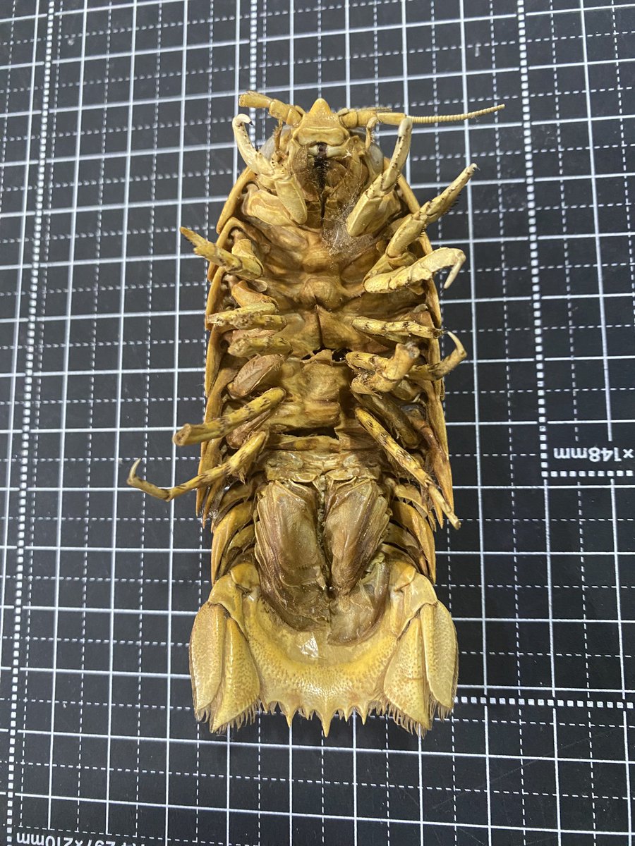 tmartwork's tweet photo. グソクムシの標本
美味そうな匂いする🦐 https://t.co/xP7rkOX5JM
