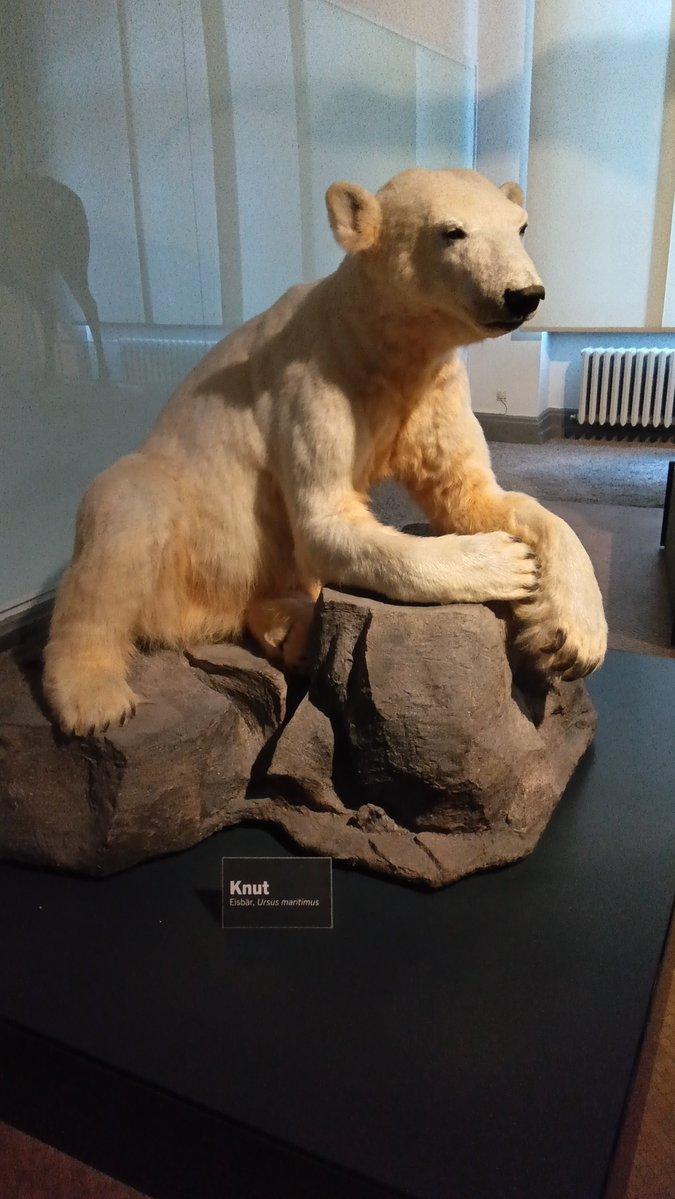 フンボルト博物館には、人気者だったシロクマのクヌートの剥製かある。