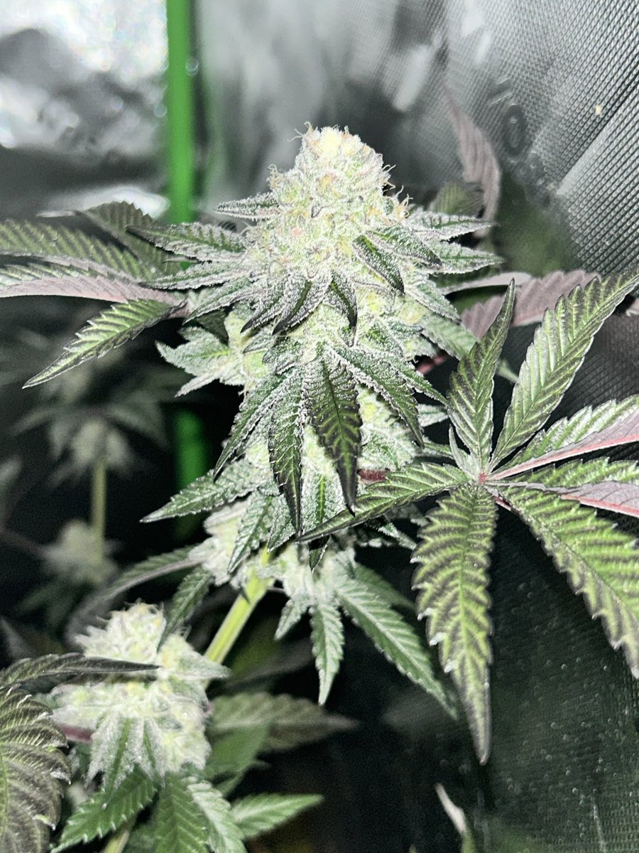 Cabin_Early's tweet photo. Purple Punch x Mandarin Sunset x Mandarin Cookies = 🔥 🔥 🔥 https://t.co/51O1QnBegd