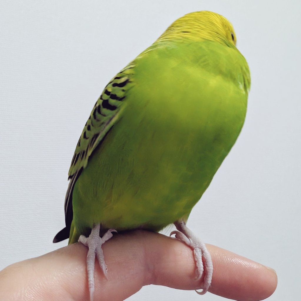 緑多め #セキセイインコ