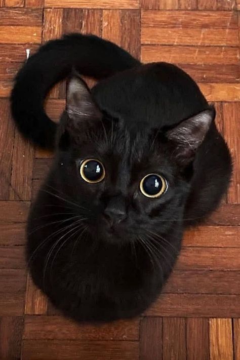 The Cat Aura 𓃠 tweet media