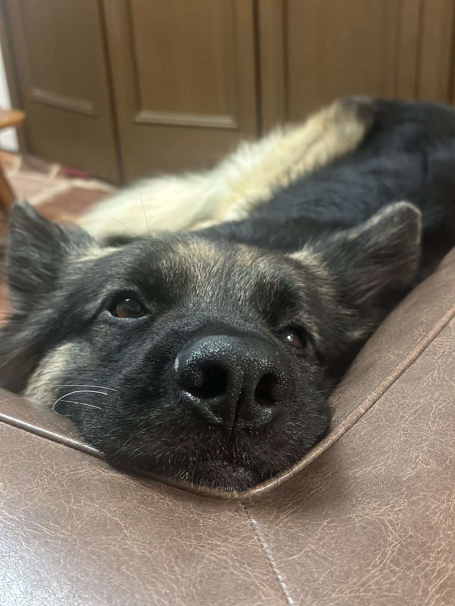 Tobi and Bobi シェパード兄弟犬 tweet media