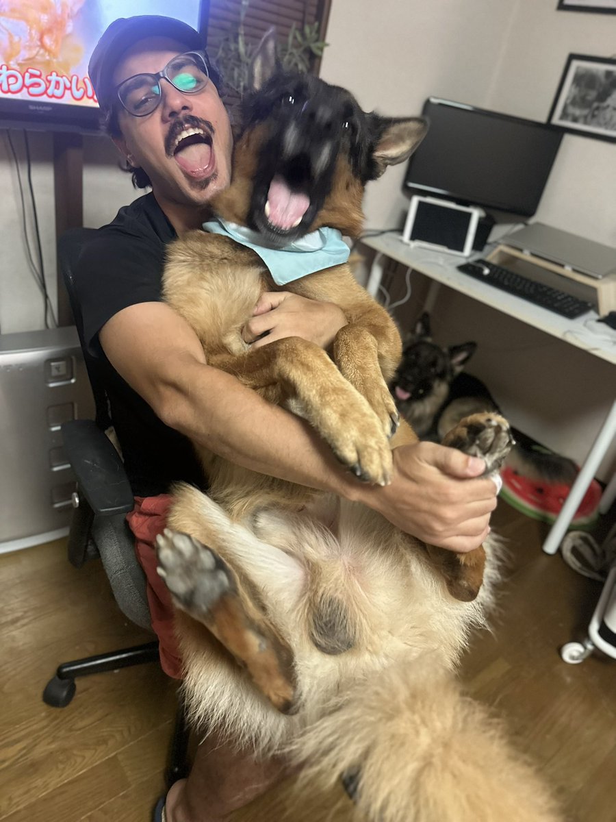 Tobi and Bobi シェパード兄弟犬 tweet media