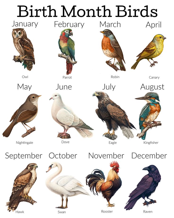 Love birds 🕊️🕊️ tweet media