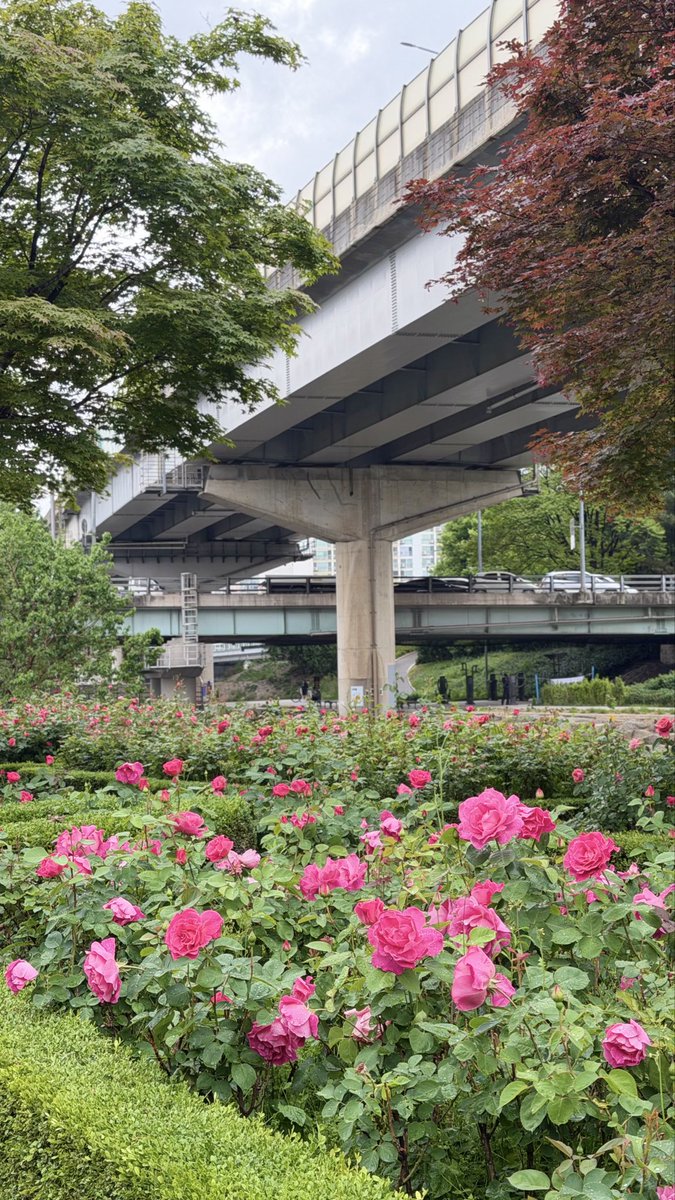 are_aq92's tweet photo. الربيع بكوريا حكاية جمال 🌸 https://t.co/CPAakgz53U