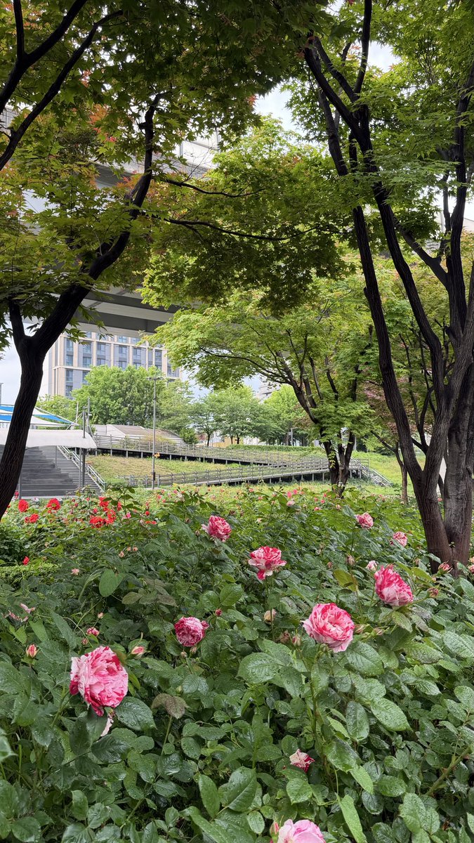 are_aq92's tweet photo. الربيع بكوريا حكاية جمال 🌸 https://t.co/CPAakgz53U
