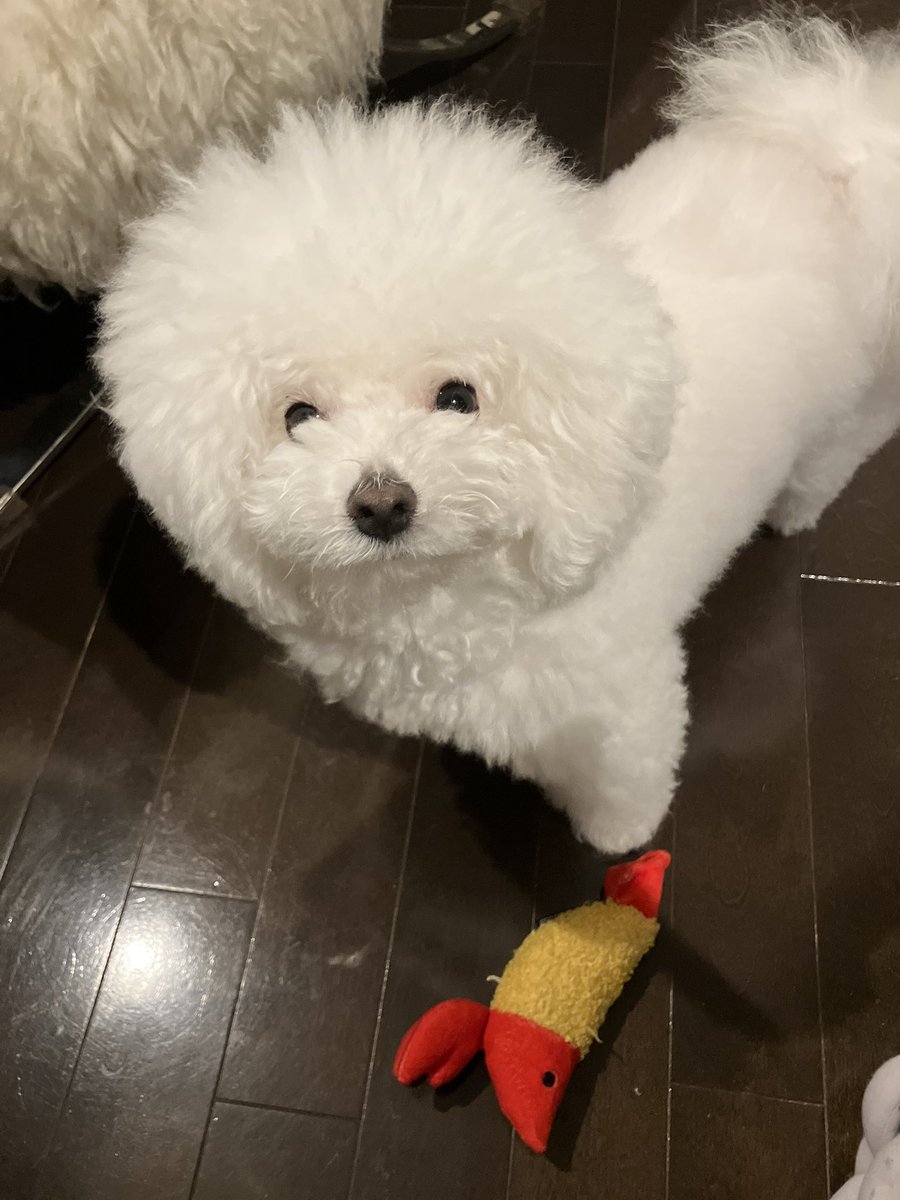 白く、柔らかな犬 tweet media