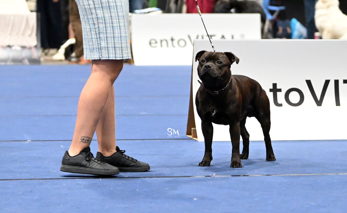 mops (Saša) 🦖🐾🐕 tweet media