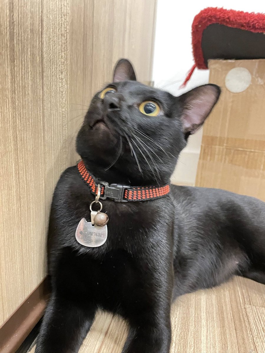 คือผมต้องทราบไหม 🐈‍⬛ tweet media