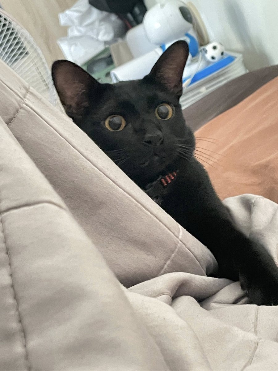 คือผมต้องทราบไหม 🐈‍⬛ tweet media