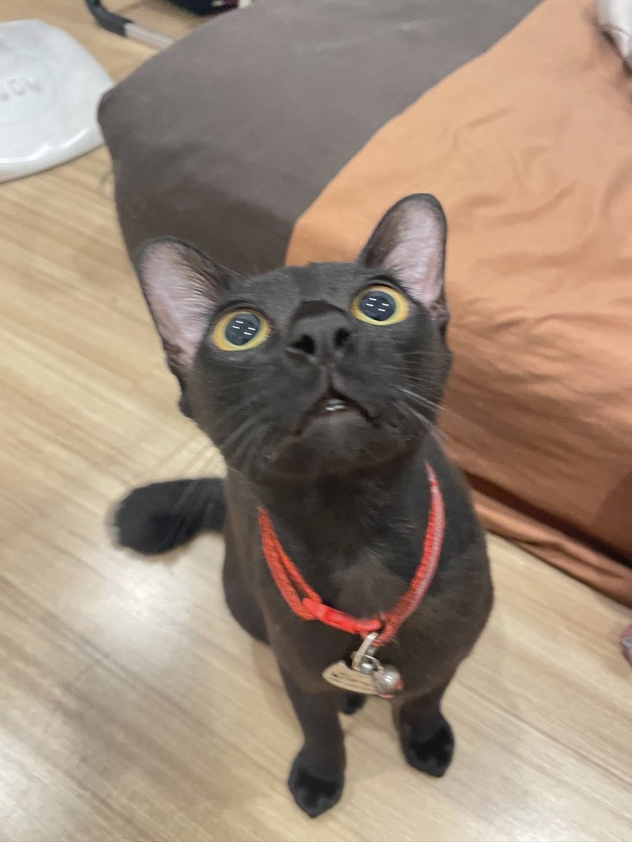 คือผมต้องทราบไหม 🐈‍⬛ tweet media