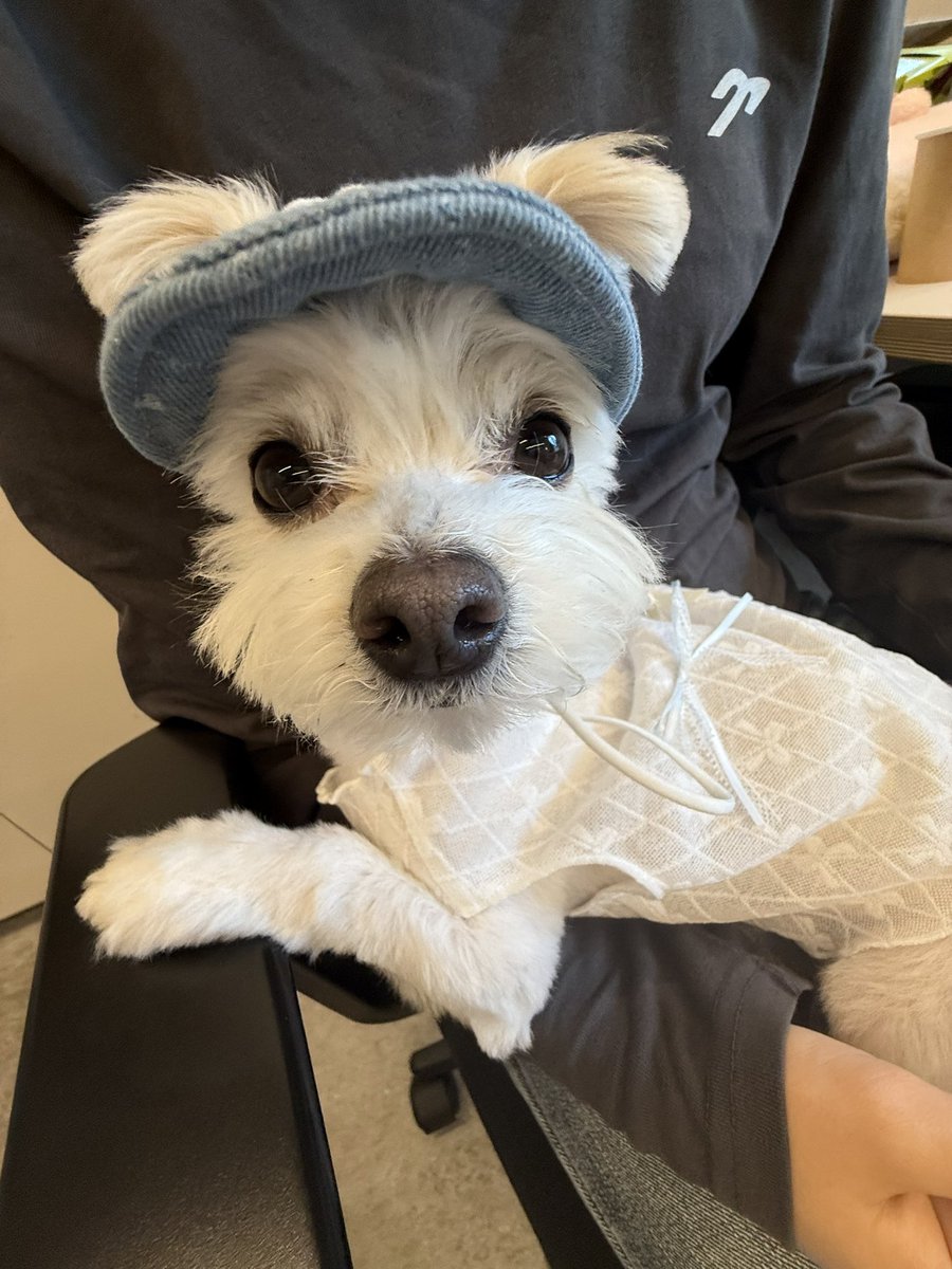 강아지 tweet media
