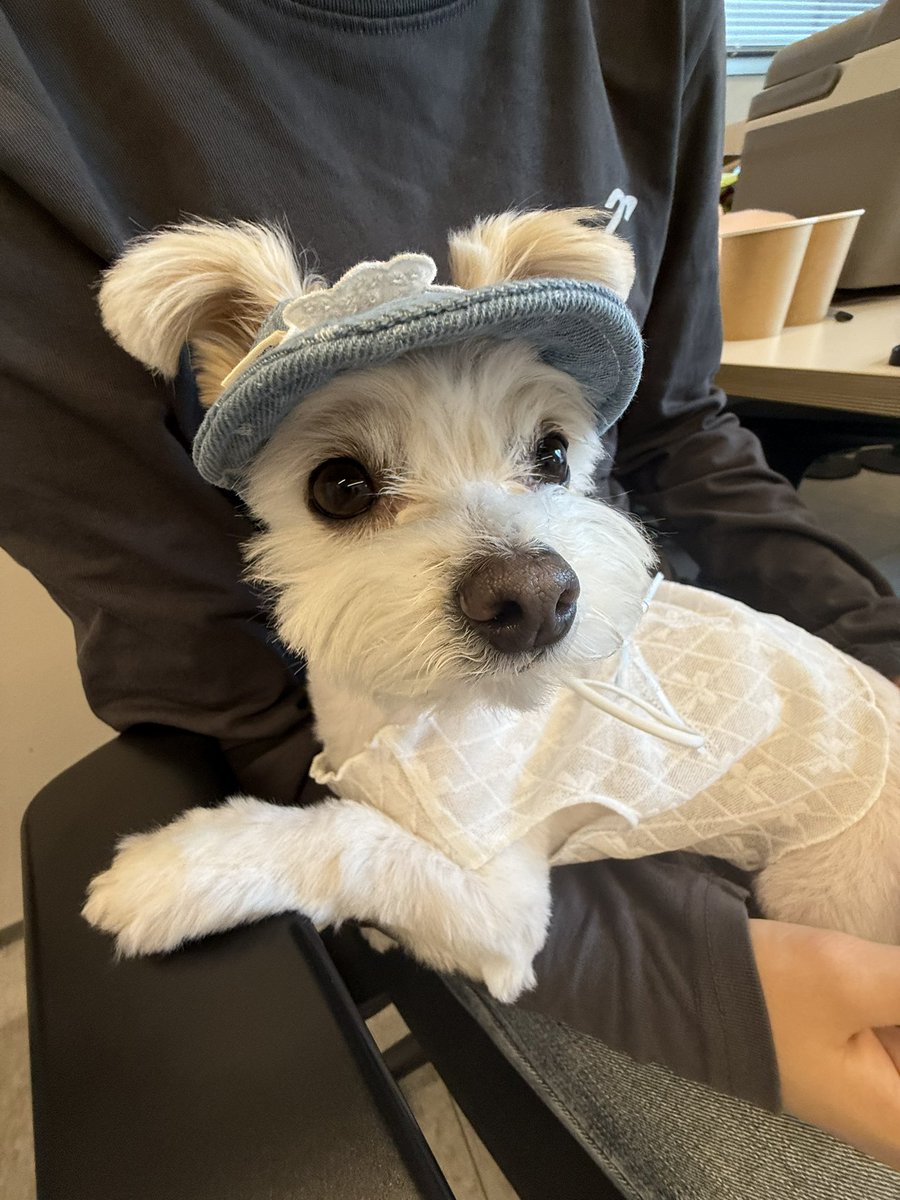 강아지 tweet media
