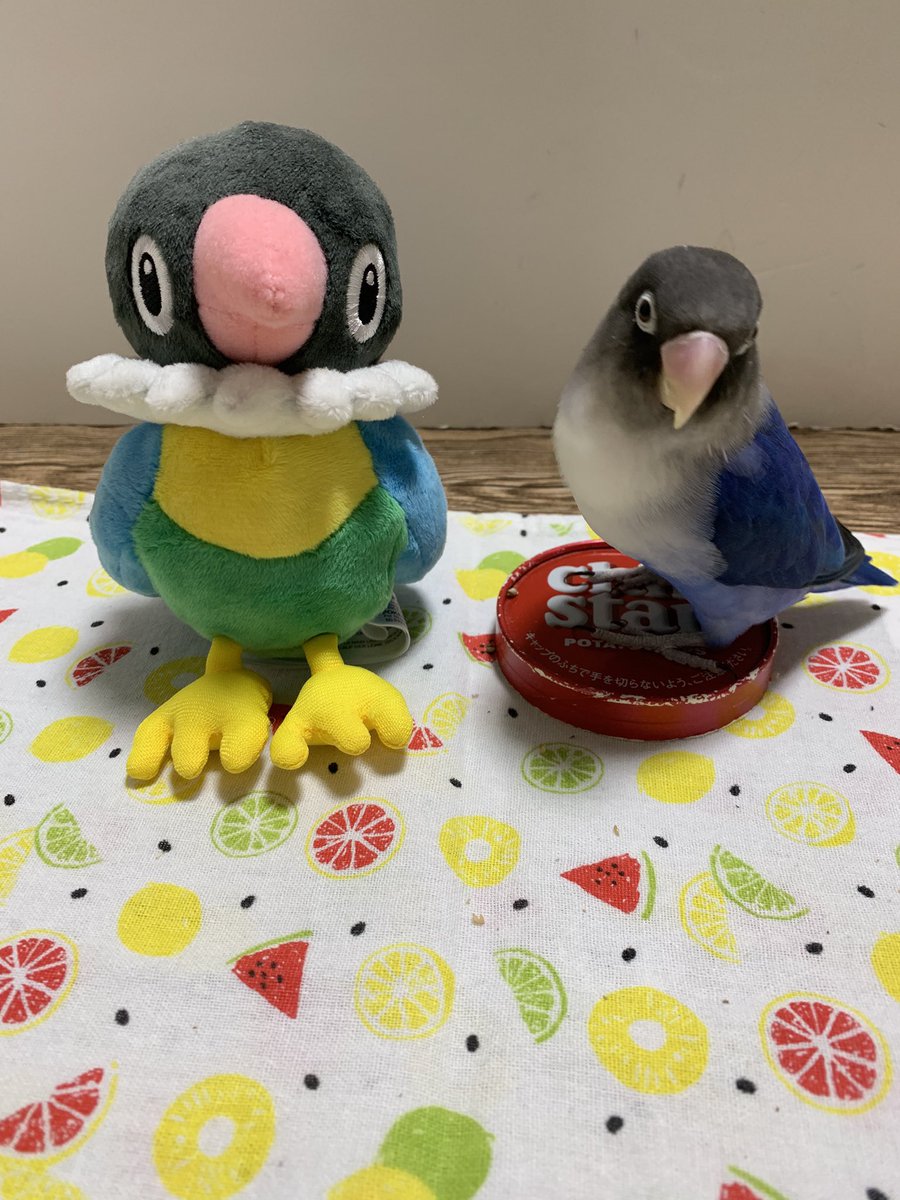 ぽんず@ボタンインコ tweet media