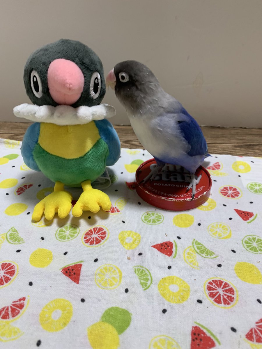 ぽんず@ボタンインコ tweet media