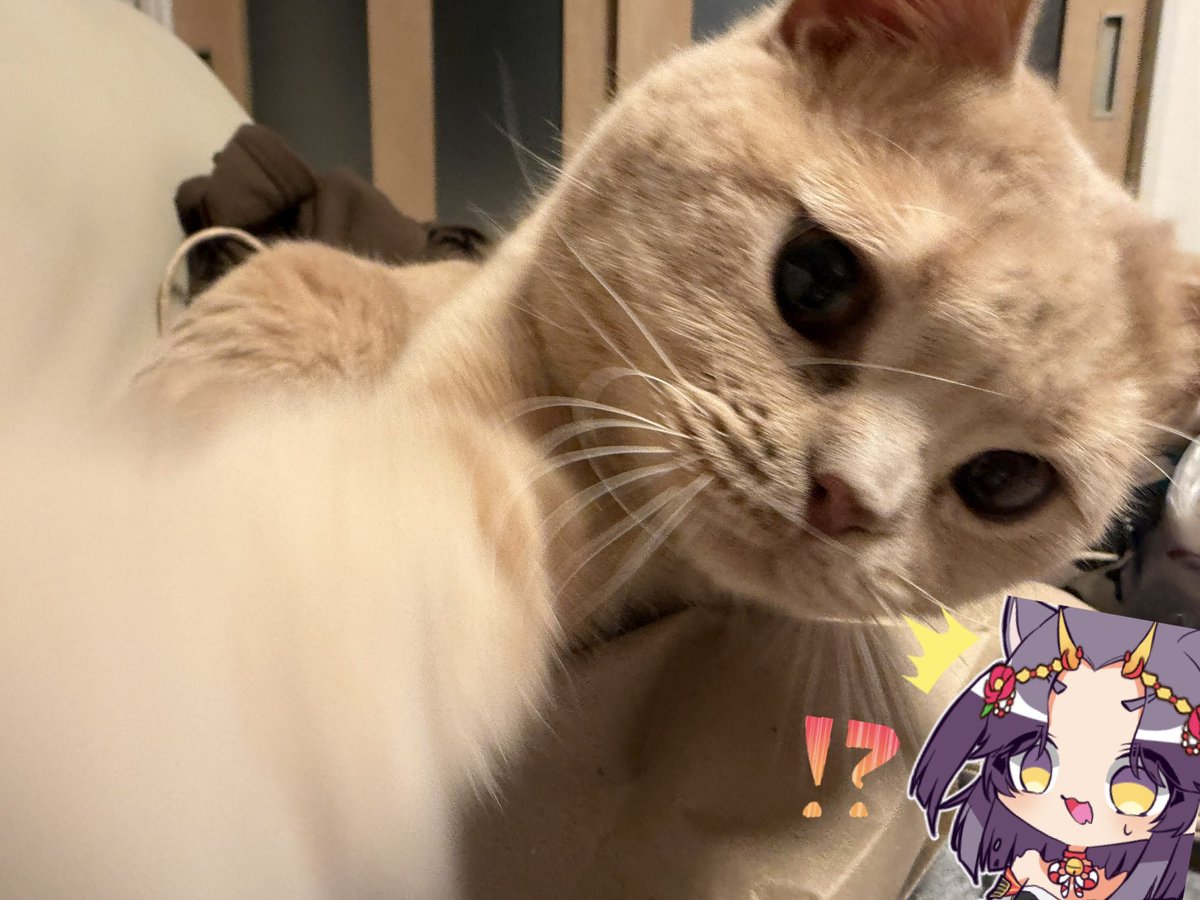 ねこ武者🐈🀄️麻雀Vtuber tweet media