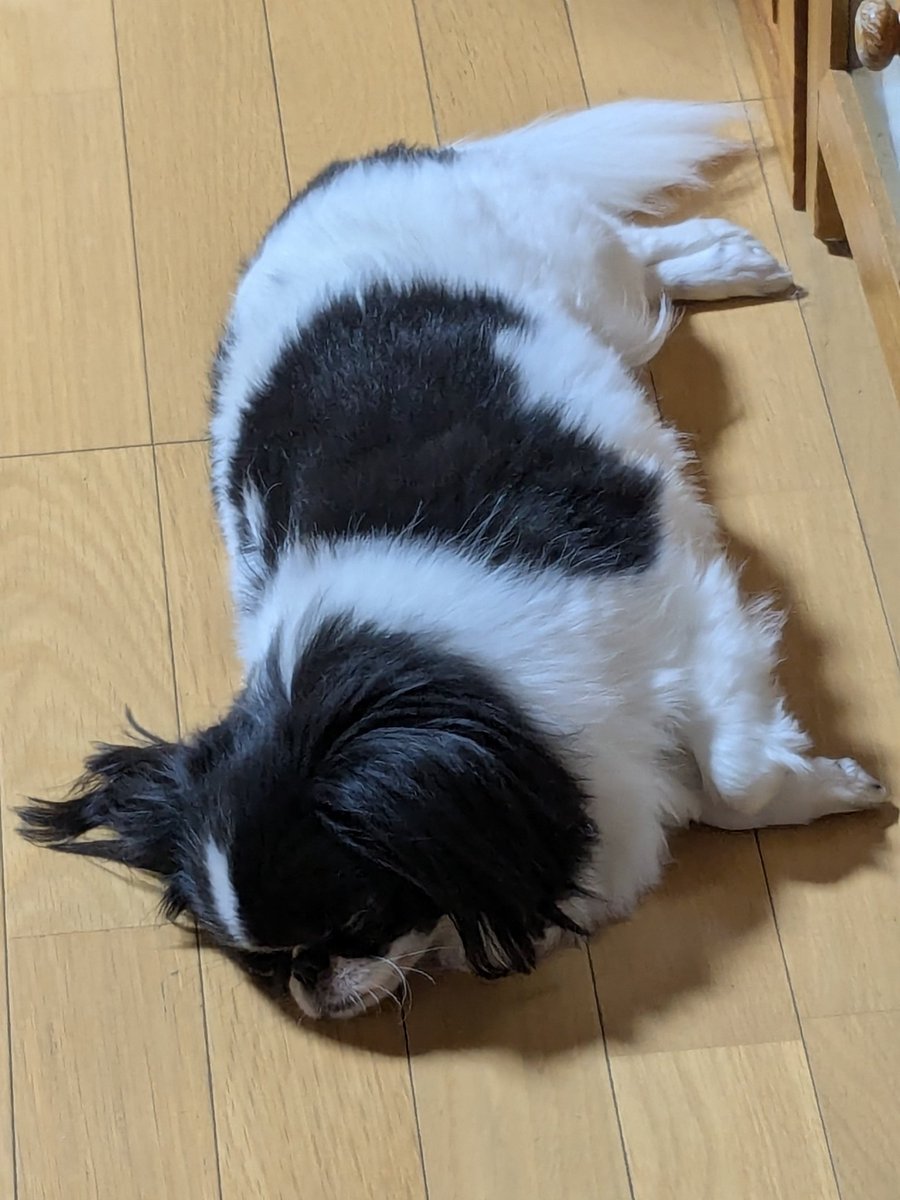 てんてんとQちゃん tweet media