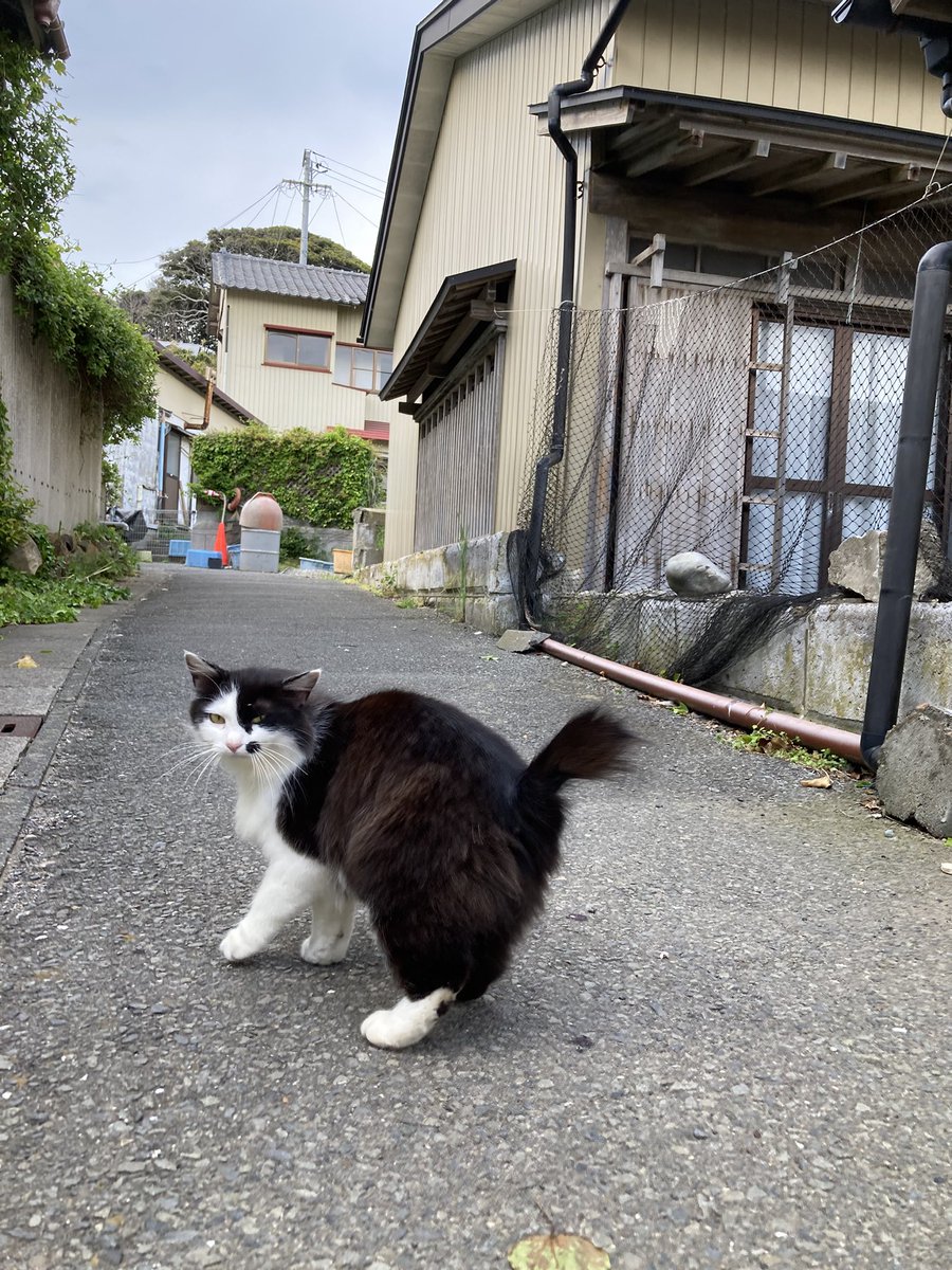 今夕の #仁斗田地区 #ポンプ置場 おかかとルイーゼ サビモフ ホク