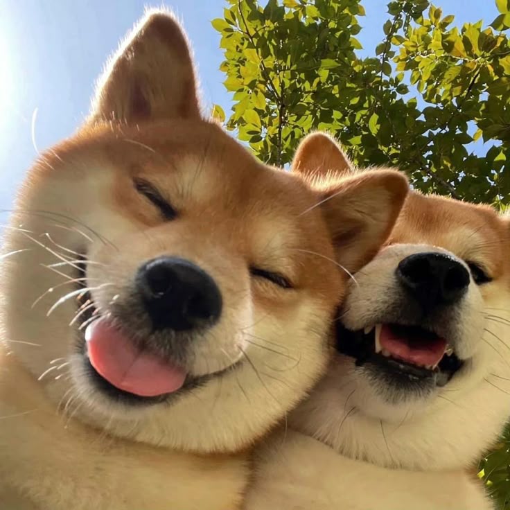 dogs so cute that could save the world tweet media