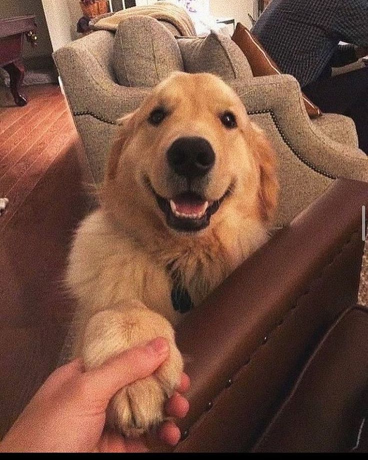 dogssaveworld's tweet photo. holding hands because i never want you to leave 🥺🤝 https://t.co/5PFIws6LNa