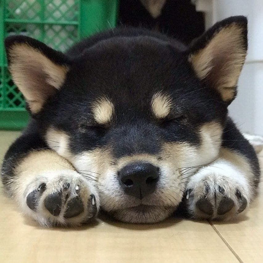 dogssaveworld's tweet photo. Nap time champion https://t.co/i84OaLdHDE