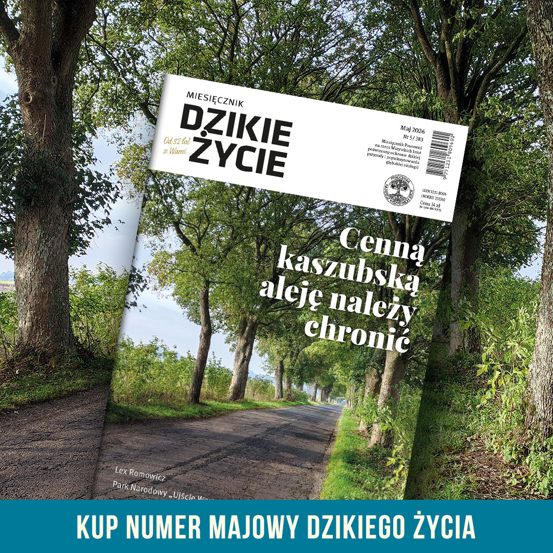 Dzikie Życie tweet media