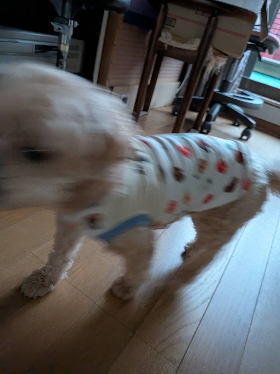 モナカの成長日記🐾 tweet media