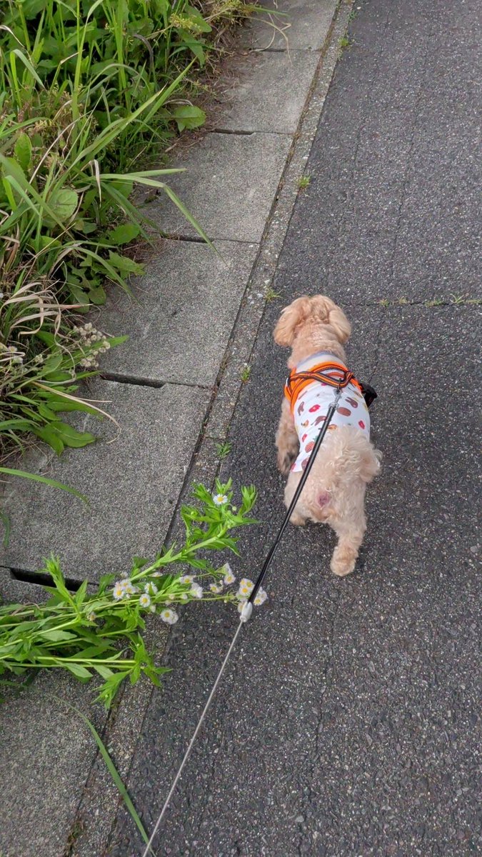 モナカの成長日記🐾 tweet media
