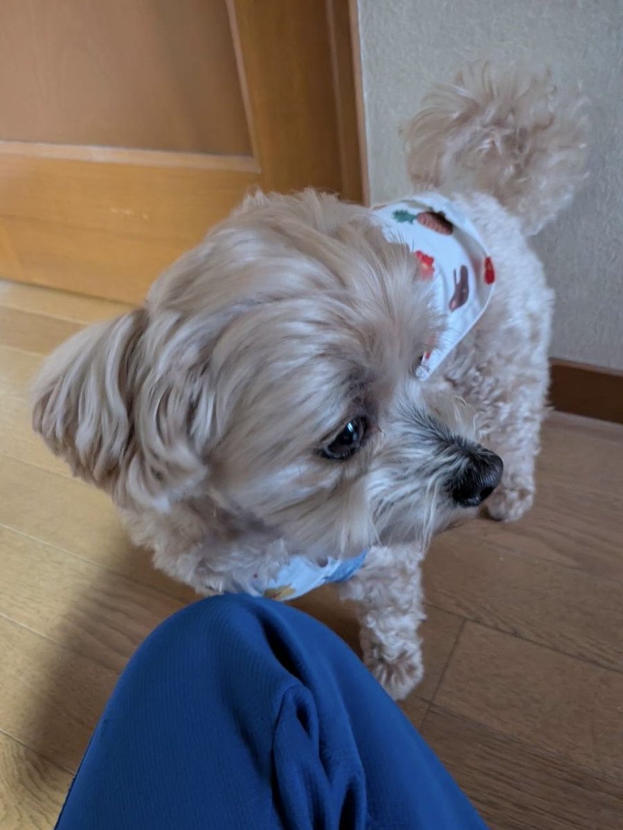 モナカの成長日記🐾 tweet media