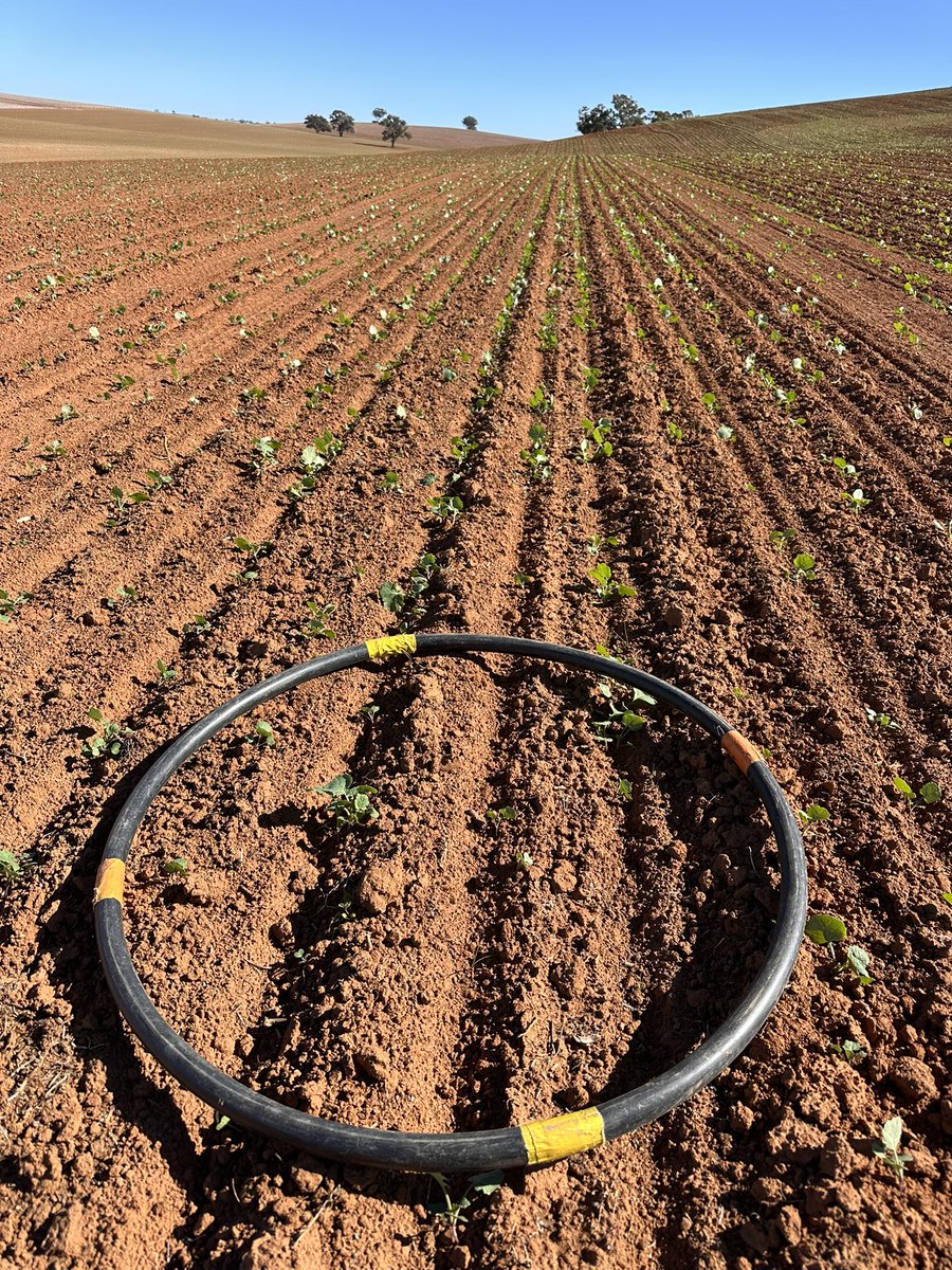 Grassroots Agronomy tweet media