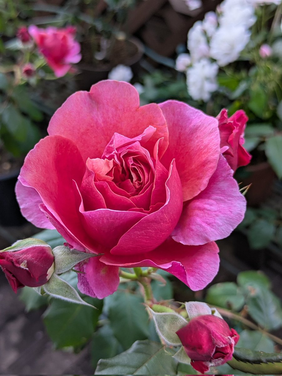 y_e8n's tweet photo. ＃薔薇 命名の妙🌹
数え切れないほどの品種それぞれに素敵な名前がついていて楽しい

「バレリーナ」
一重の花びらチュチュが連なり群舞の様🩰

「ラデュレ」
🇫🇷フランボワーズマカロンのような紅色

「クイーン・オブ・スウェーデン」気品漂う👸

「ヴァリエガタ・デ・ボローニャ」蕾の愛らしさ💕 https://t.co/qUw1bTsGWH