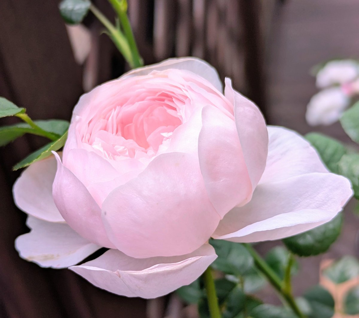 y_e8n's tweet photo. ＃薔薇 命名の妙🌹
数え切れないほどの品種それぞれに素敵な名前がついていて楽しい

「バレリーナ」
一重の花びらチュチュが連なり群舞の様🩰

「ラデュレ」
🇫🇷フランボワーズマカロンのような紅色

「クイーン・オブ・スウェーデン」気品漂う👸

「ヴァリエガタ・デ・ボローニャ」蕾の愛らしさ💕 https://t.co/qUw1bTsGWH