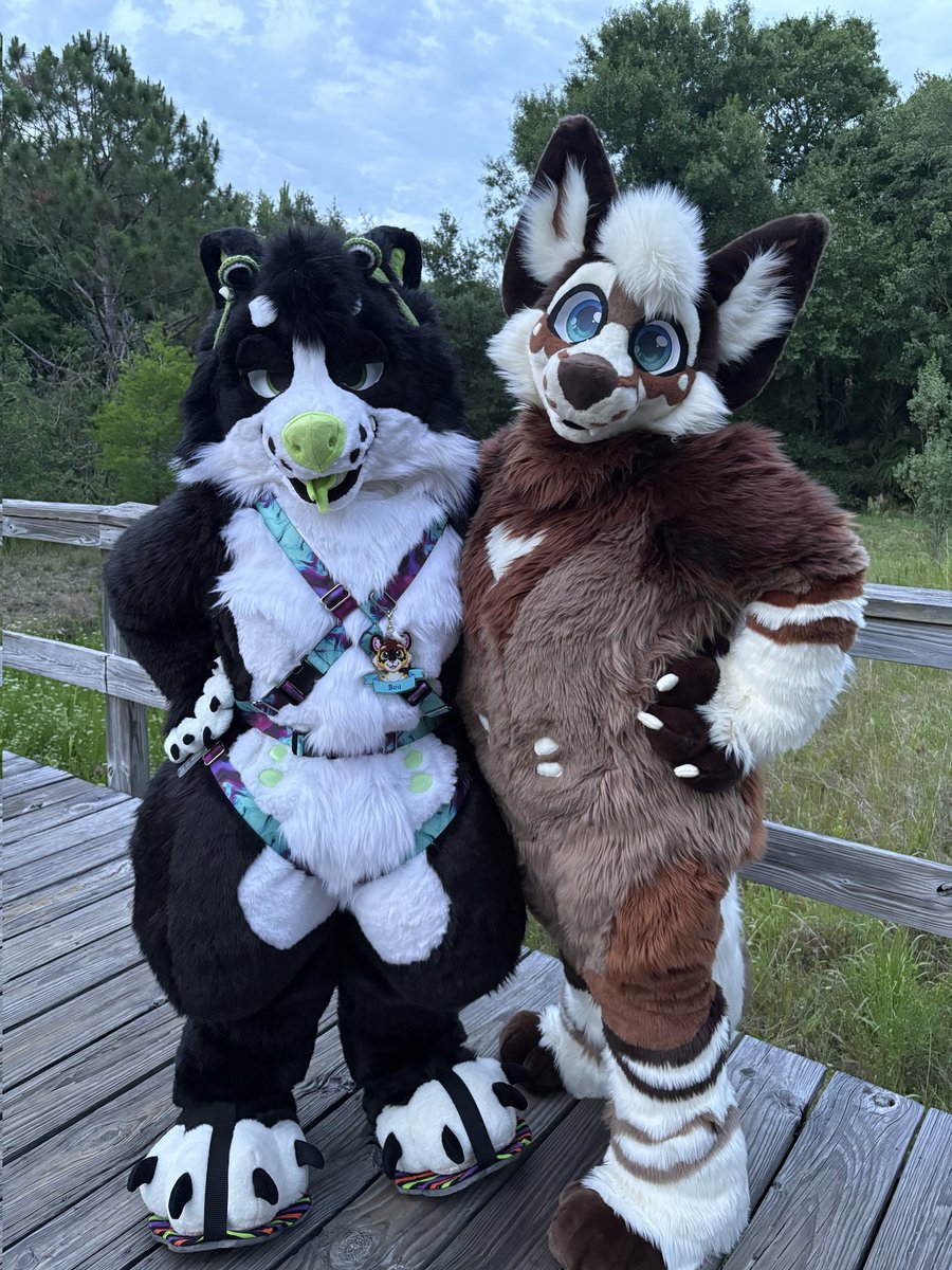 puptactics's tweet photo. Double trouble wrruff @KoasterKlaws (pics taken by kora <3) https://t.co/Sybkj40vsU