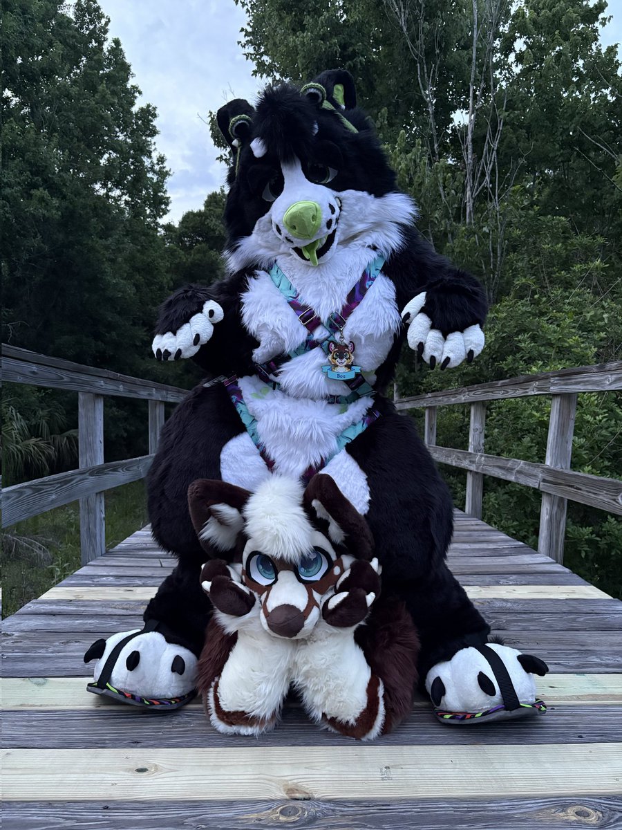 puptactics's tweet photo. Double trouble wrruff @KoasterKlaws (pics taken by kora <3) https://t.co/Sybkj40vsU