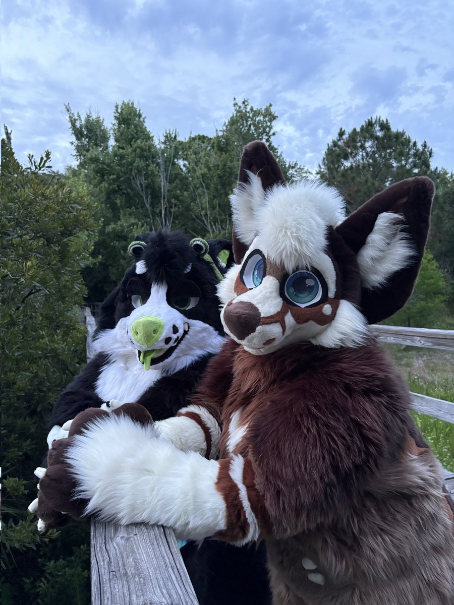 puptactics's tweet photo. Double trouble wrruff @KoasterKlaws (pics taken by kora <3) https://t.co/Sybkj40vsU