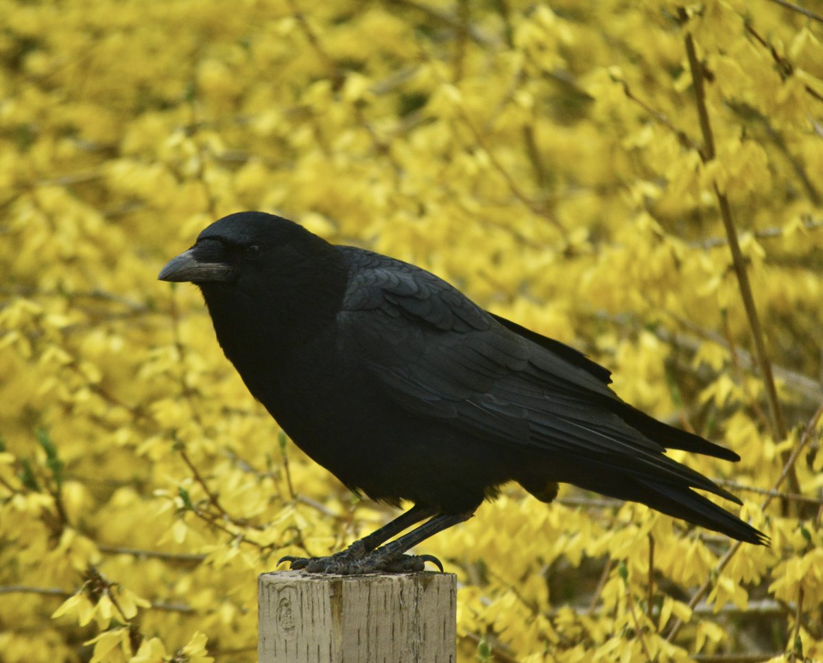 DrummerBoy2112's tweet photo. Black crow, yellow forsythia.🖤💛 https://t.co/tkCszzUdPe