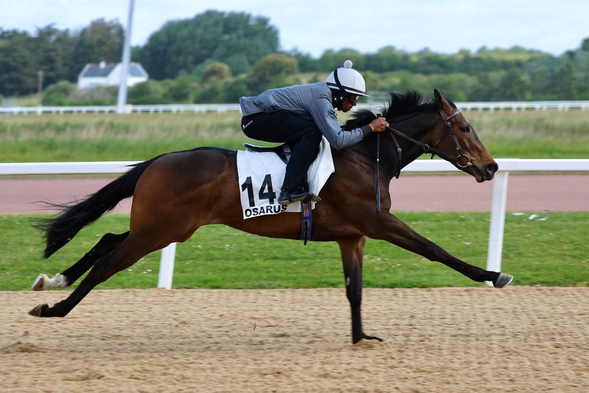 OsarusSales's tweet photo. Breeze-up and horses in training sale at Pornichet, follow the sale live at https://t.co/wS4GqPZD1W https://t.co/xkB13xpflg