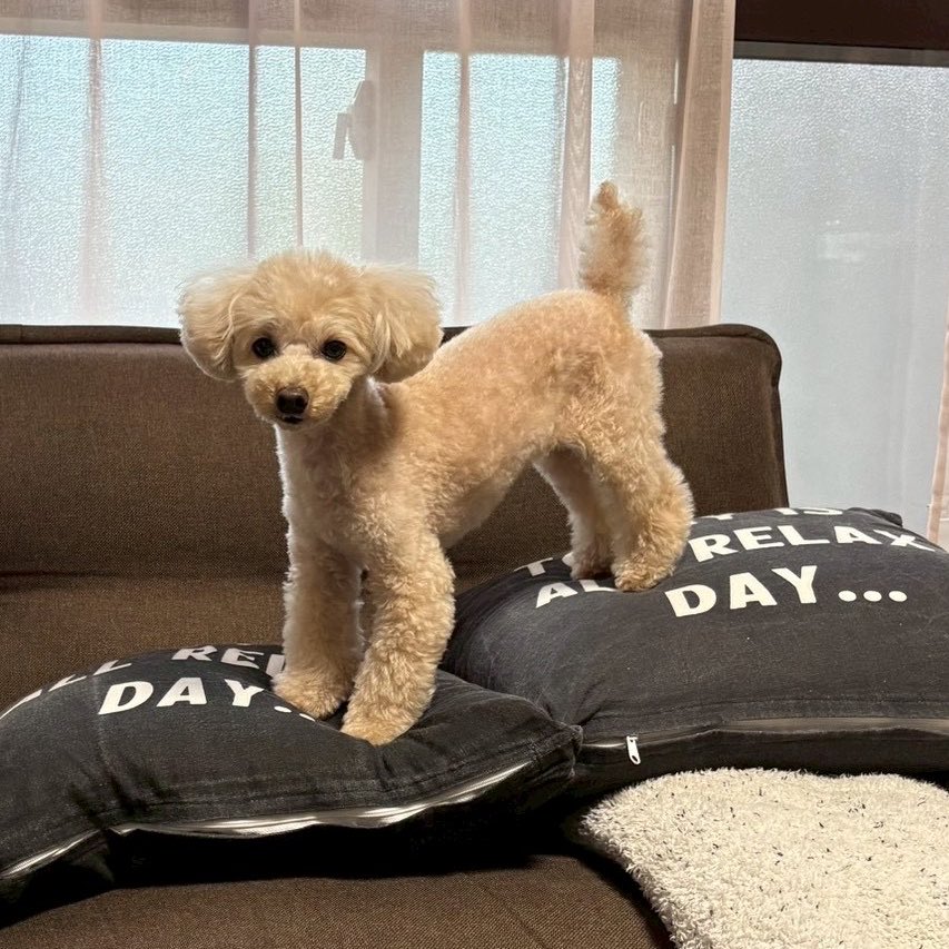 c_yoru's tweet photo. いつまでも元気にいるのよ🫶

#愛犬の日 https://t.co/s6xgJPHPci