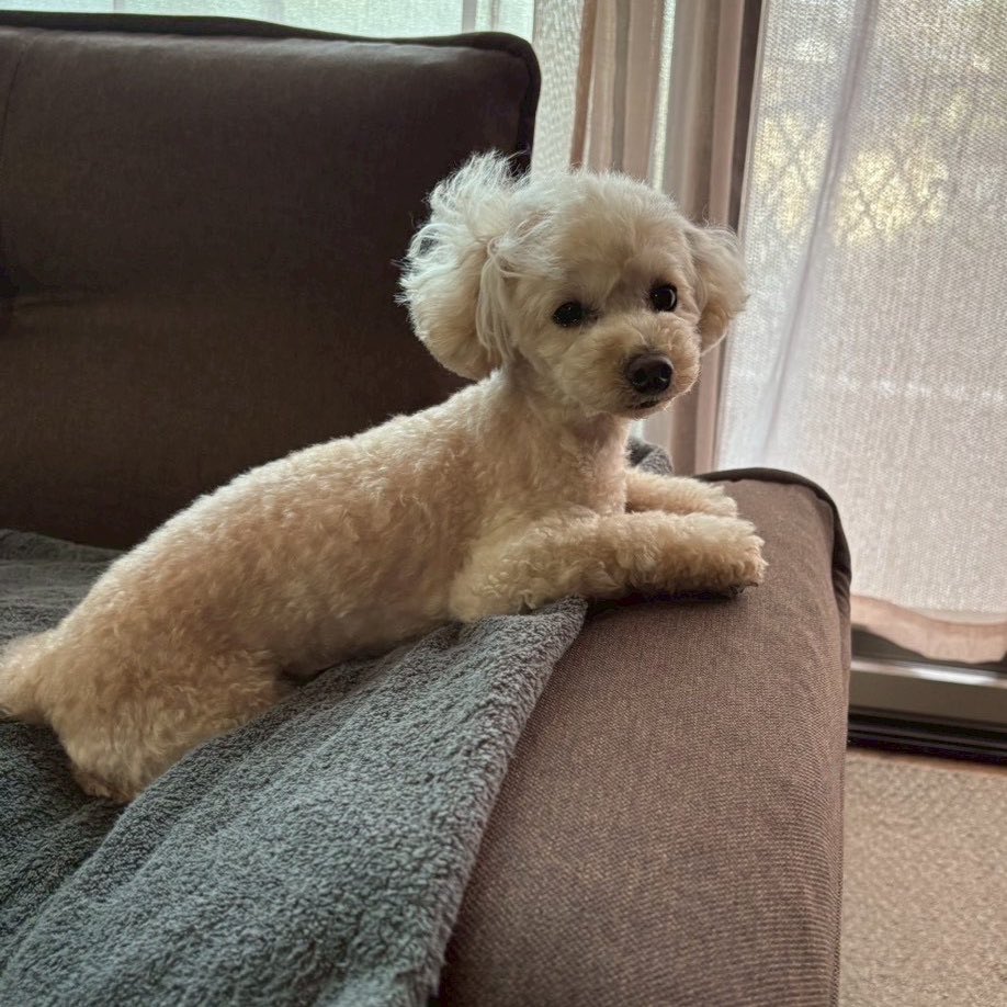 c_yoru's tweet photo. いつまでも元気にいるのよ🫶

#愛犬の日 https://t.co/s6xgJPHPci
