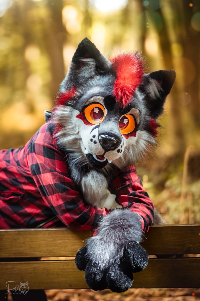 ForbiddenCatz's tweet photo. @TheInodog We just made a new Account for our Fursuit Work :3
Heres some of our work! https://t.co/qCA0JuXQwK