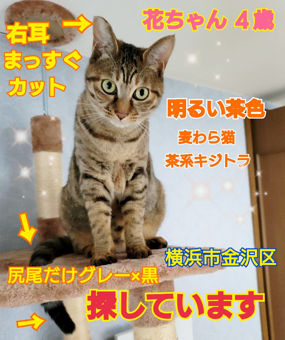 えみ tweet media